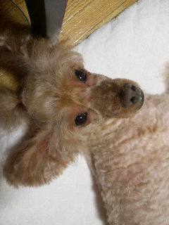 �ڂ̎�����A����
